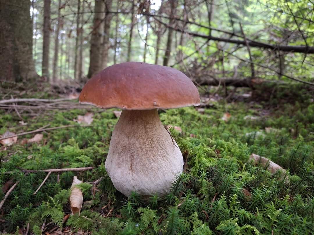 Jesień w Parku Zdrojowym w Rabce-Zdroju
