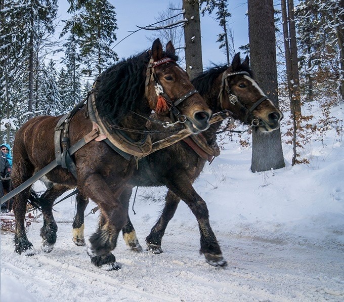 Kulig z pochodniami
